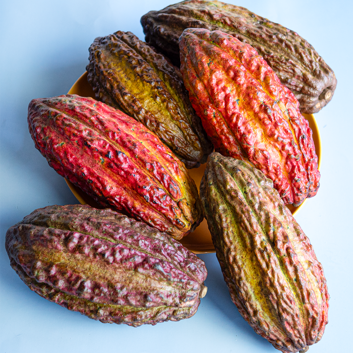 Cacao Fruit