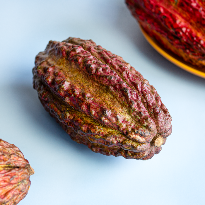 Cacao Fruit