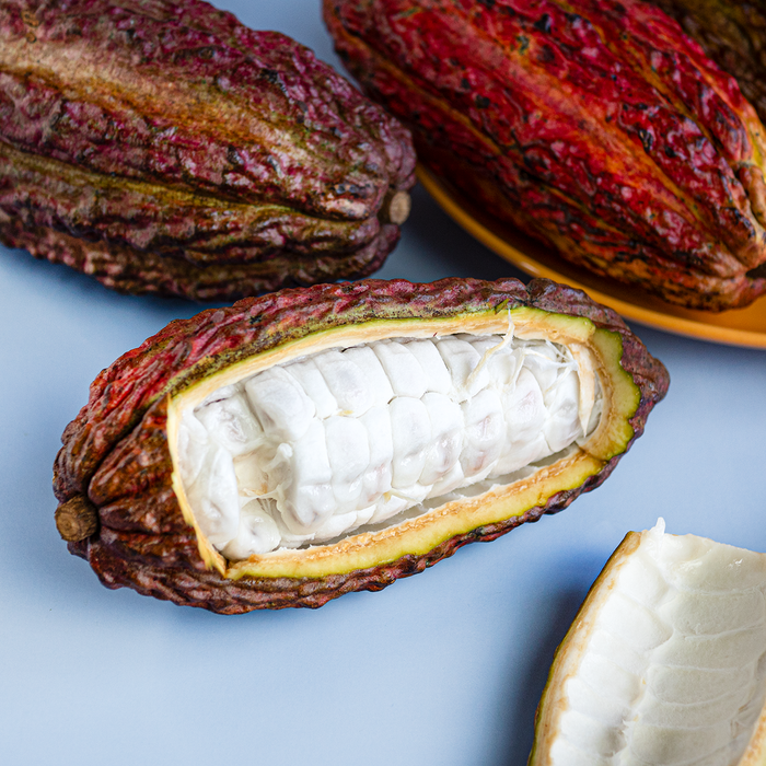 Cacao Fruit