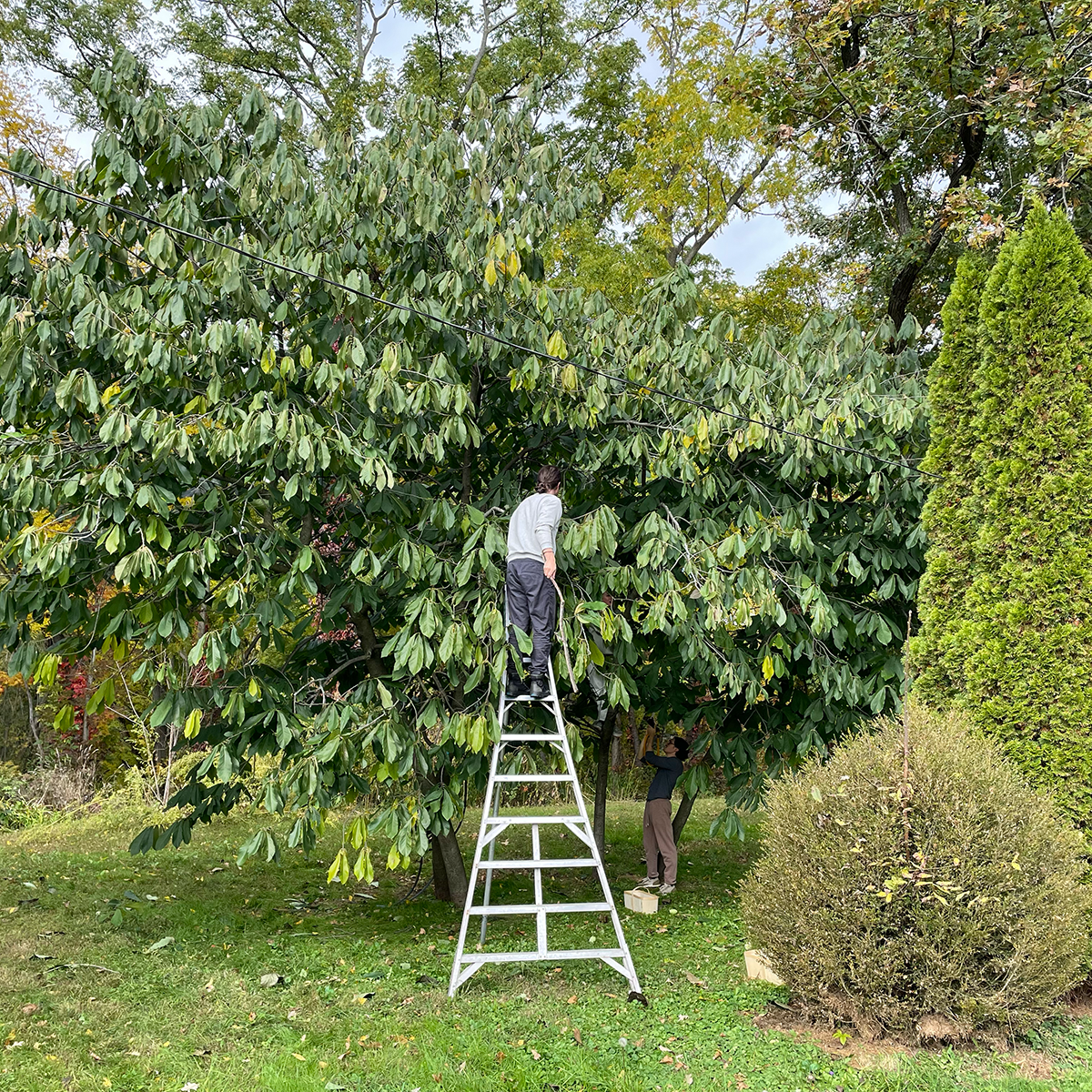 When is Pawpaw Available?