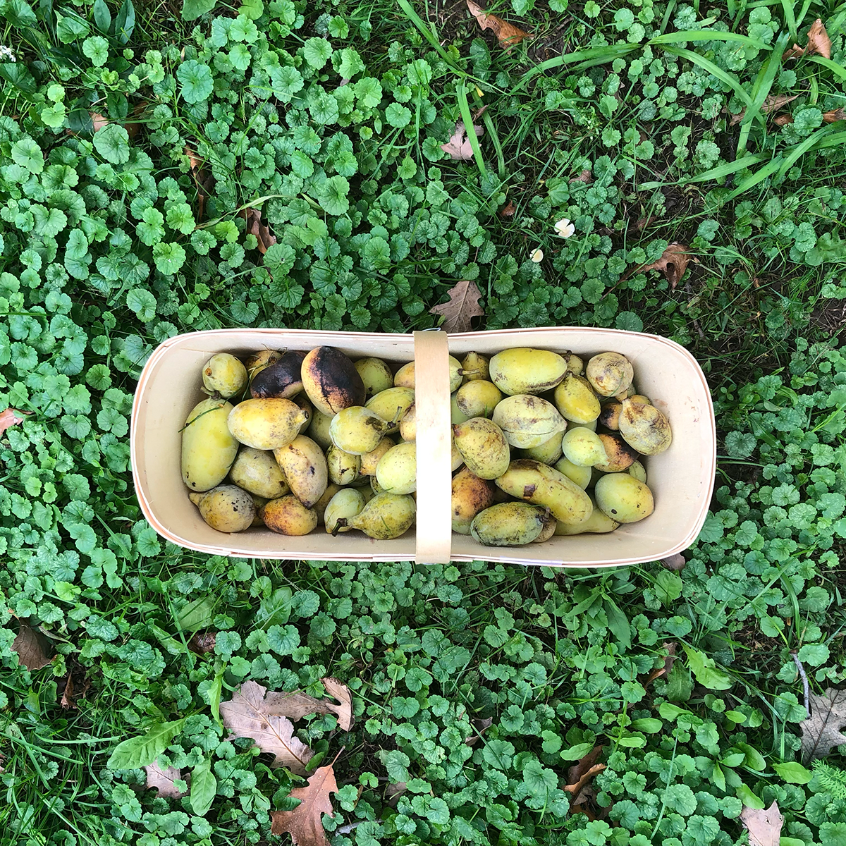 What Makes Pawpaw Special?