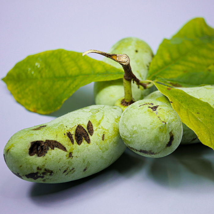 Pawpaw (2lb)