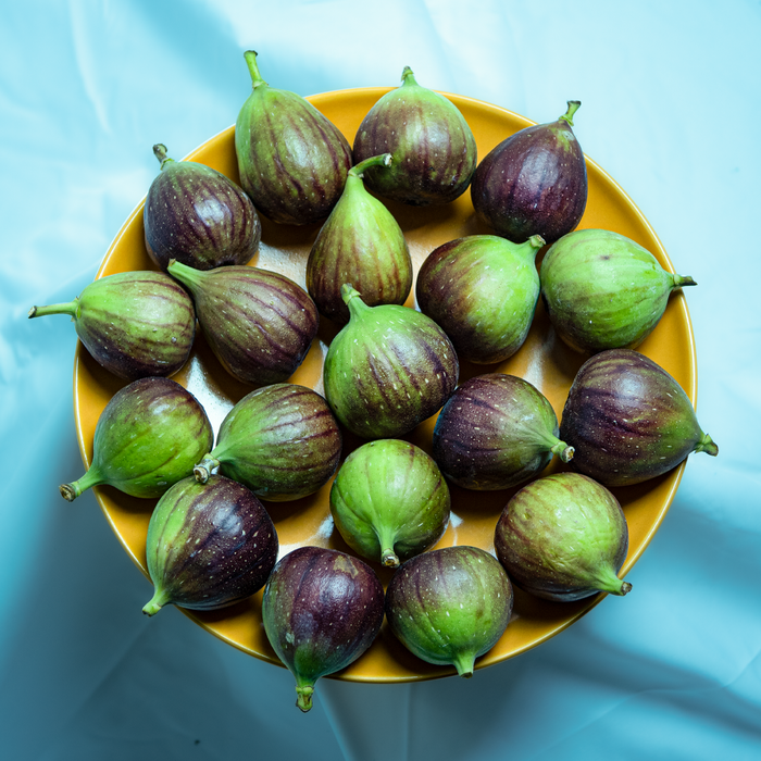 Brown Turkey Figs x24